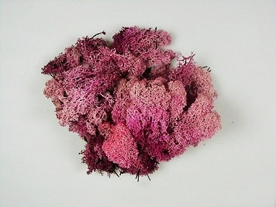 IJSLANDS MOS ROZE 500