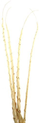 TROPISCHE BLADEREN*4 SPIRAAL WIT 120
