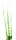 TROPISCHE BLADEREN*4 SPIRAAL LIMOEN 120