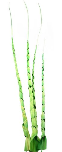 TROPISCHE BLADEREN*4 SPIRAAL LIMOEN 120