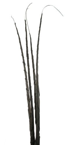 TROPISCHE BLADEREN*4 SPIRAAL ZWART 120