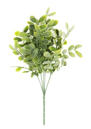ACACIA TAKKENBOS 5 TAKKEN GROEN 36CM