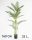 GOUDPALM 4STAMMEN/32L.160CM