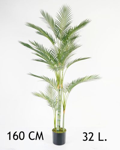 GOUDPALM 4STAMMEN/32L.160CM