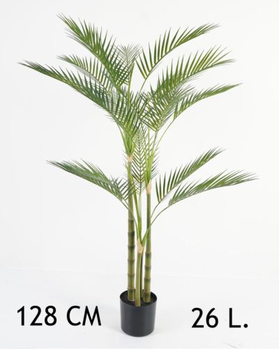 GOUDPALM 4STAMMEN/26L.128CM