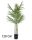 GOUDPALM 4STAMMEN 120CM