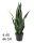 SCHOONMOEDERTONG GROEN 6BL 66CM