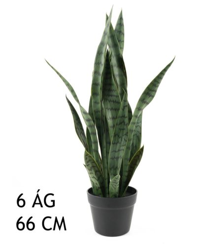 SCHOONMOEDERTONG GROEN 6BL 66CM