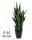 SCHOONMOEDERTONG GROEN 12BL 94CM