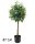 SCHADUWVAREN HOUT GROEN/WIT 87CM