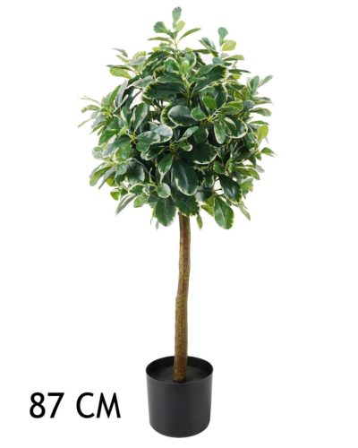 SCHADUWVAREN HOUT GROEN/WIT 87CM