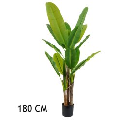 BANAANBOOM GROEN 3STAMMEN  180CM