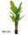 BANAANBOOM GROEN 3STAMMEN  180CM