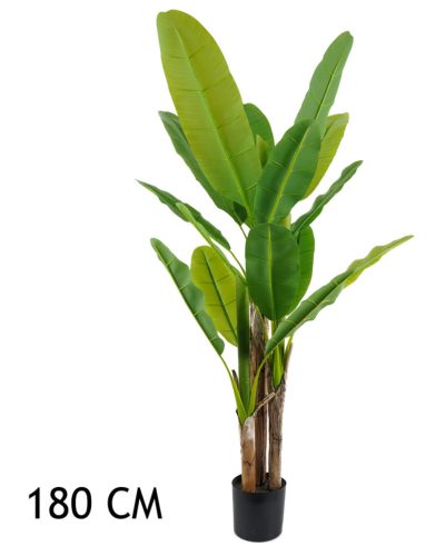 BANAANBOOM GROEN 3STAMMEN  180CM