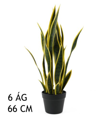 SCHOONMOEDERTONG GROEN/GEEL 6BL 66CM