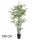 BAMBOEPALM GROEN     180CM