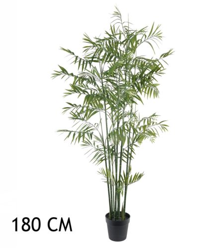 BAMBOEPALM GROEN     180CM