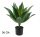AGAVE GROEN 56CM