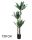 AGAVE 3 STAMMEN 150CM