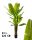 BANAANBOOM 3TAK GROEN 23BLAD. 220
