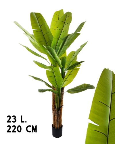 BANAANBOOM 3TAK GROEN 23BLAD. 220
