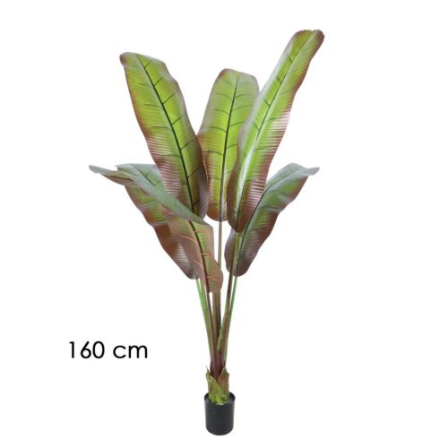 JAPANSE BANAANBOOM         160CM