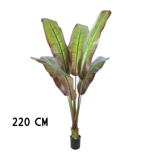 JAPANSE BANAANBOOM         220CM